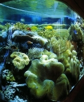 Самые красивые аквариумы мира артикул 10082a.